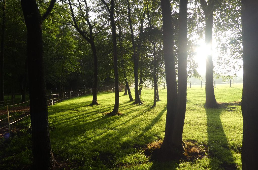 Die Herbstweide ist eröffnet!