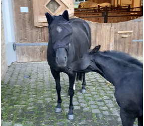 Masken-Dieb endlich ertappt!