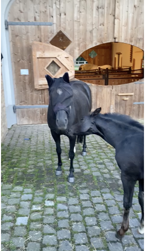 Masken-Dieb endlich ertappt!