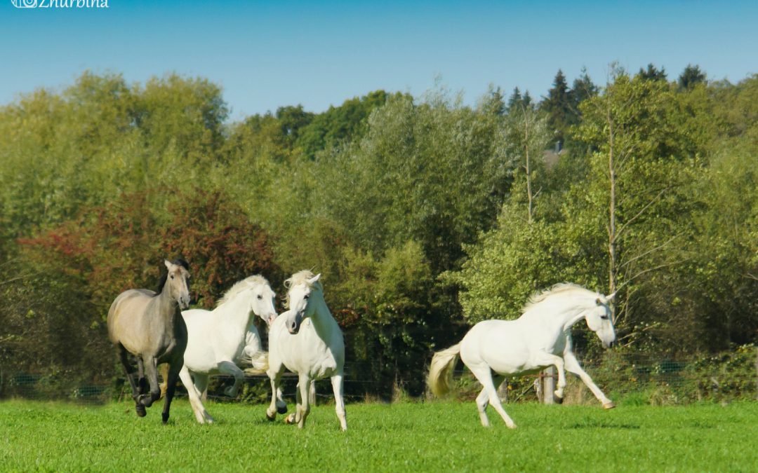 Viva Gut Müllerhof