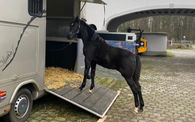 Trajan geht auf seine erste Reise /GENTILEZA kommt aus Cordoba an