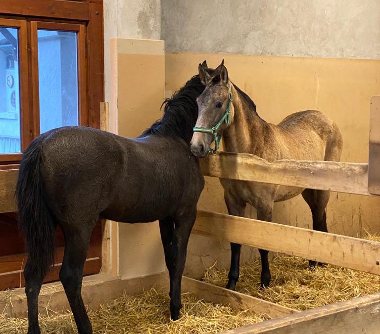 Valiente wird abgesetzt / Training mit den Jährlingen