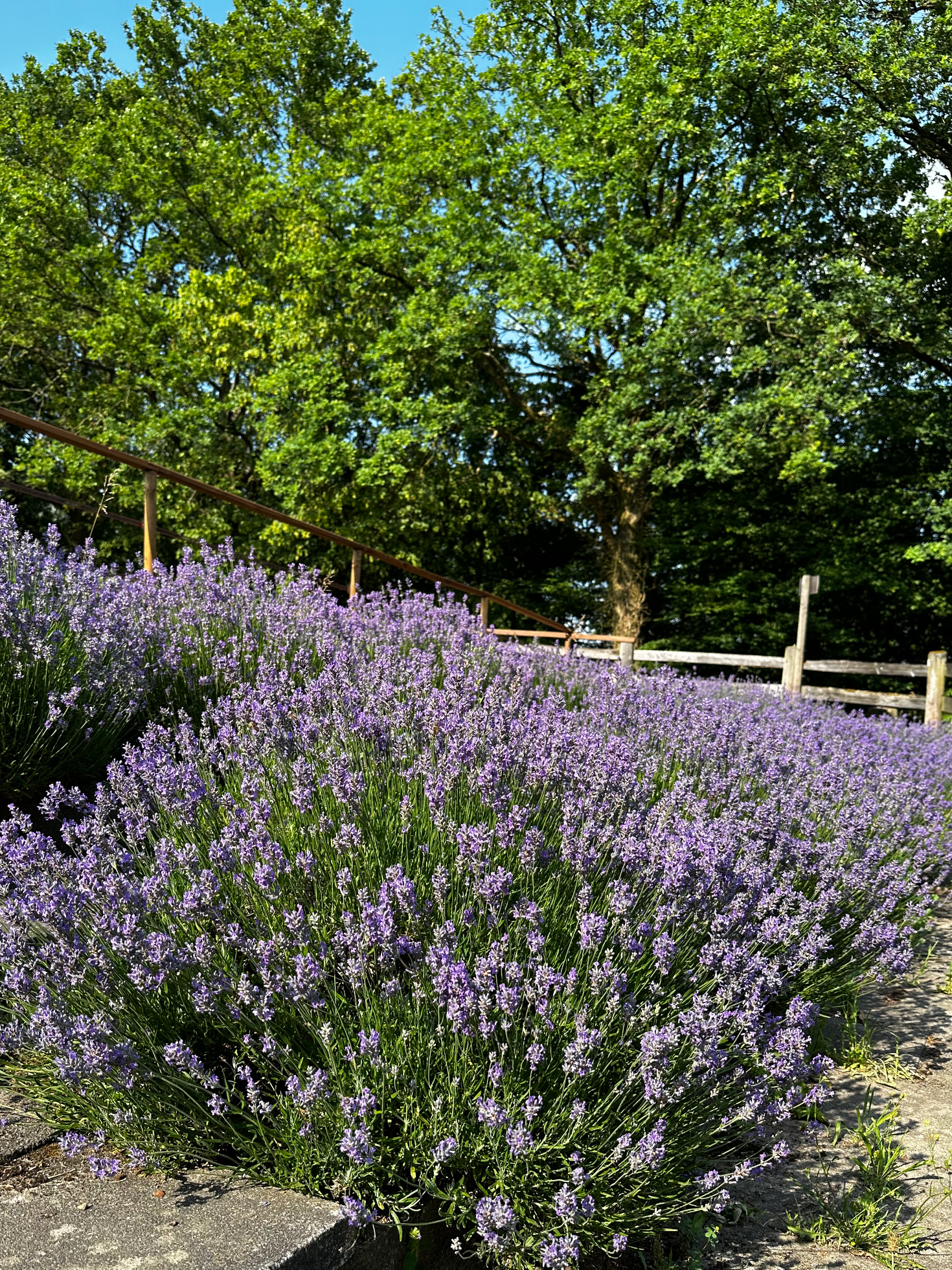 Lavendel-1