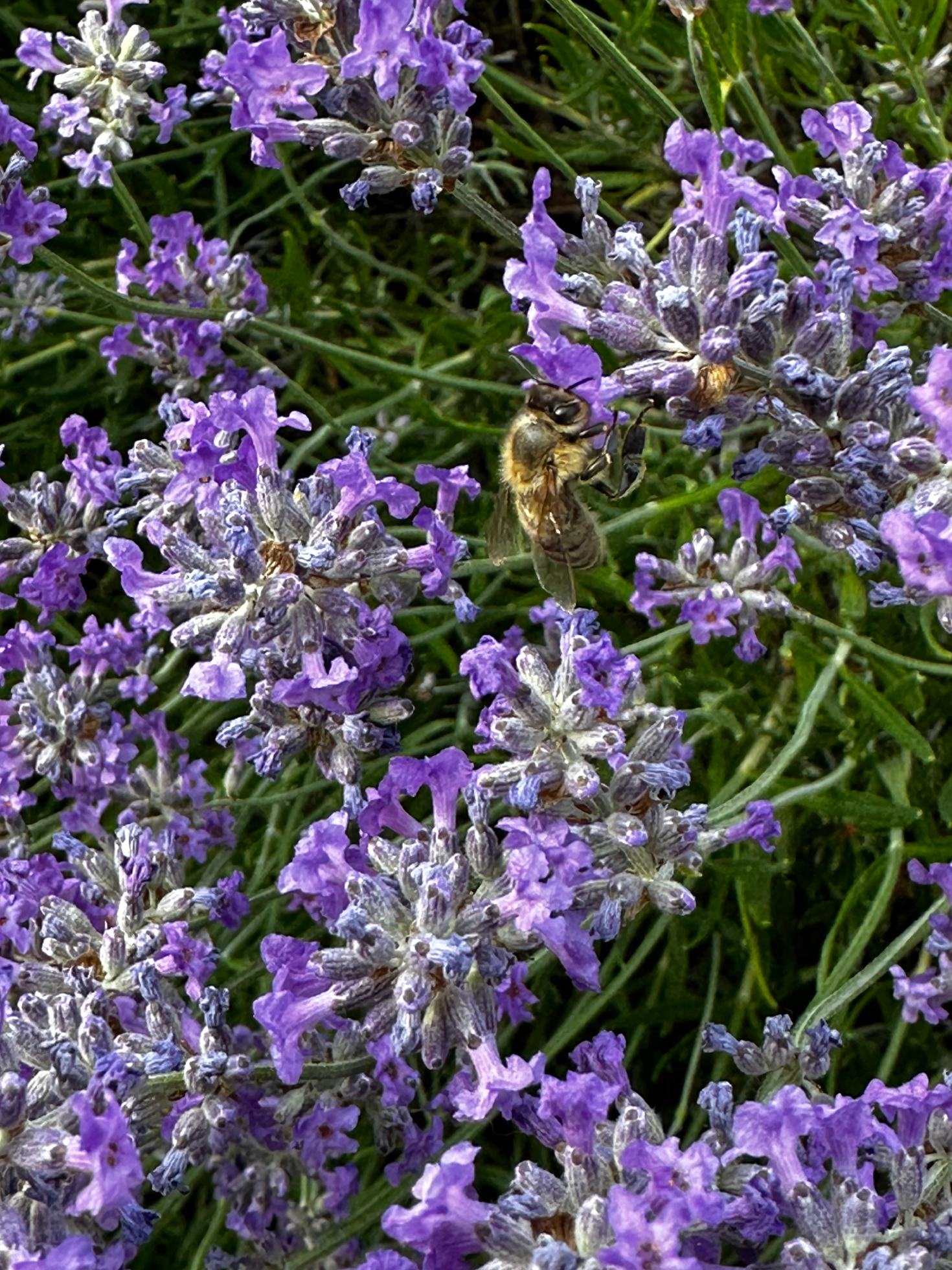 Lavendel-2
