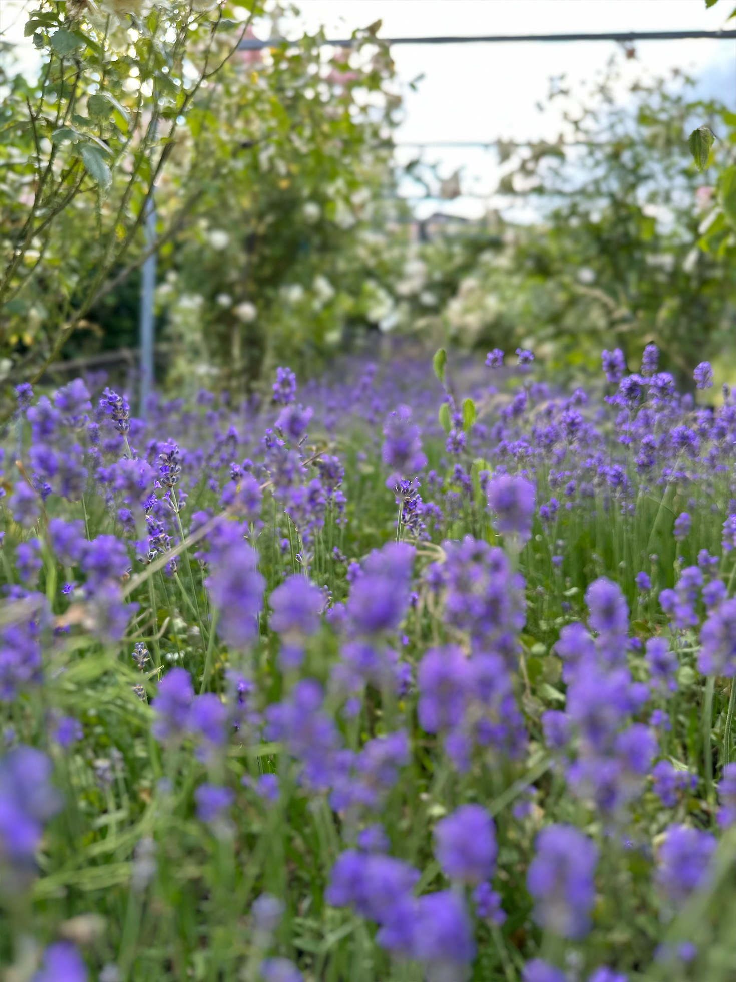 Lavendel-3
